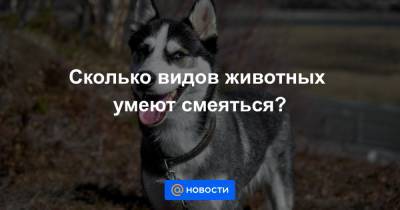 Сколько видов животных умеют смеяться? - news.mail.ru - Лос-Анджелес