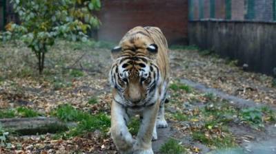 В Пензенском зоопарке назвали причину смерти тигра Самура - penzainform.ru - Пенза