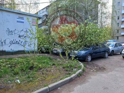 В Смоленске из-за непогоды упало несколько деревьев - rabochy-put.ru - Смоленск