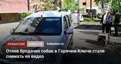 Отлов бродячих собак в Горячем Ключе стали снимать на видео - kubnews.ru - Краснодарский край