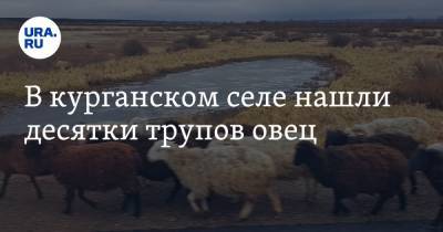В курганском селе нашли десятки трупов овец - ura.news - Челябинская обл. - Курганская обл.