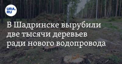 В Шадринске вырубили две тысячи деревьев ради нового водопровода. Фото - ura.news - Курганская обл. - Шадринск