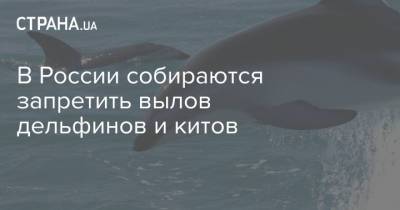 Михаил Мишустин - В России собираются запретить вылов дельфинов и китов - strana.ua - Запрет