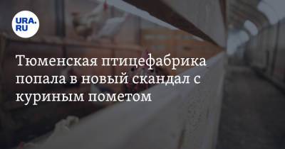 Тюменская птицефабрика попала в новый скандал с куриным пометом - ura.news - Тюменская обл.