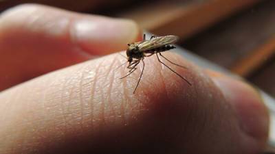 В Новосибирске активизировались первые в этом году комары - runews24.ru - Новосибирск - Экология