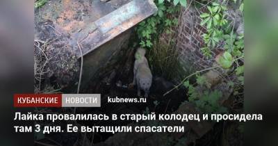Лайка провалилась в старый колодец и просидела там 3 дня. Ее вытащили спасатели - kubnews.ru - Краснодарский край