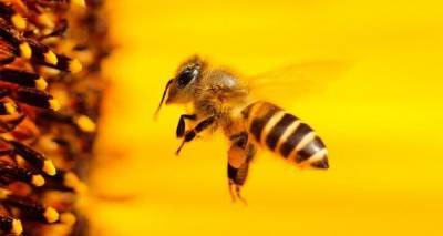 Укрпошта больше не будет перевозить пчёл - cxid.info