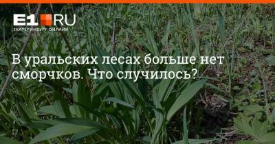 В уральских лесах больше нет сморчков. Что случилось? - e1.ru - Екатеринбург - Воронежская обл.