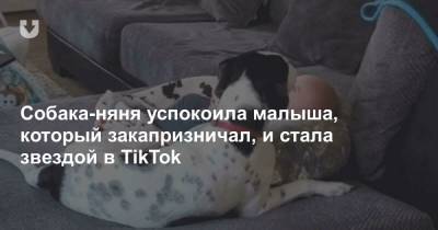 Собака-няня успокоила малыша, который закапризничал, и стала звездой в TikTok - news.tut.by