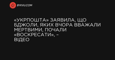 «Укрпошта» заявила, що бджоли, яких вчора вважали мертвими, почали «воскресати», – відео - bykvu.com