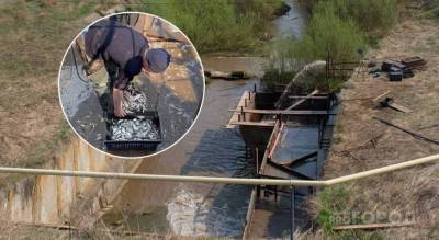 Как выращивают рыбу по 300 тонн в Козловском районе от карпов до белых амуров - pg21.ru - респ. Чувашия