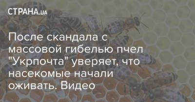 После скандала с массовой гибелью пчел "Укрпочта" уверяет, что насекомые начали оживать. Видео - strana.ua - Закарпатская обл.