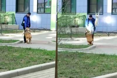 Петербуржец заставлял собаку ходить на задних лапах и бил ее другой собакой - abnews.ru - район Невский