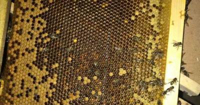 Ни живые, ни мертвые: какая судьба постигла 8 миллионов пчел и как "Укрпочта" оправдывается - tsn.ua