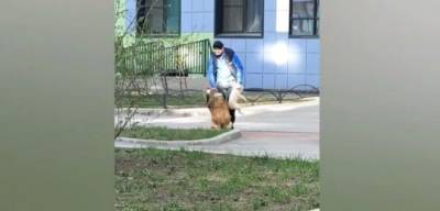 На Крыленко мужчина бил собаку другим псом, чтобы заставить ходить её на задних лапах - neva.today - Санкт-Петербург