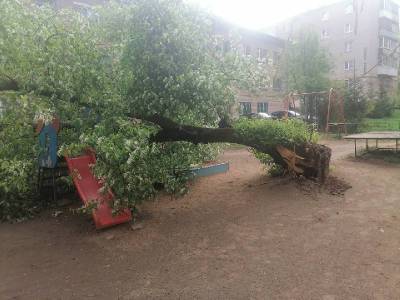В Смоленске дерево упало на детскую площадку - rabochy-put.ru - Смоленск