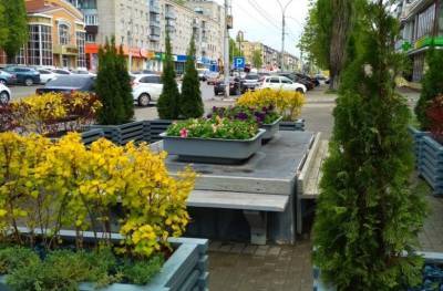 Туевая роща появилась в центре Липецка - lipetskmedia.ru - Липецк