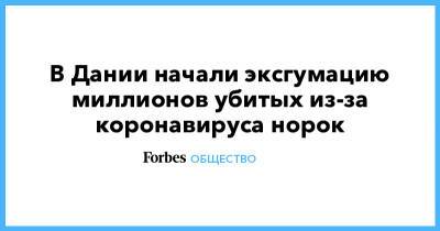 В Дании начали эксгумацию миллионов убитых из-за коронавируса норок - forbes.ru - Дания