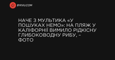 Наче з мультика «У пошуках Немо»: на пляж у Каліфорнії вимило рідкісну глибоководну рибу, – фото - bykvu.com - county Park