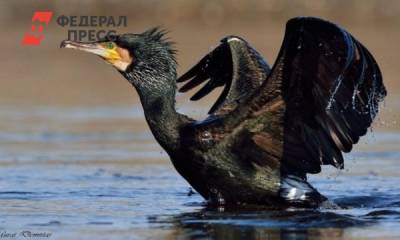 К чему приведут экологические ограничения на Байкале: выживут не все - fedpress.ru - Иркутск