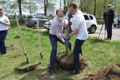 В Иванове планируют высадить Аллею энергетиков - mkivanovo.ru - Иваново