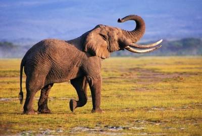 В Индии нашли мертвыми около 20 слонов - unn.com.ua - Киев - Индия - Сенегал