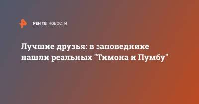 Лучшие друзья: в заповеднике нашли реальных "Тимона и Пумбу" - ren.tv - Ботсвана