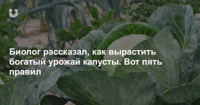 Биолог рассказал, как вырастить богатый урожай капусты. Вот пять правил - news.tut.by