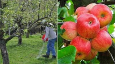Чем подкормить яблоню, чтобы собрать крупные, ароматные и вкусные плоды - skuke.net