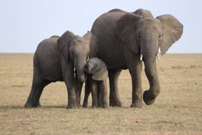 Власти обеспокоены: в лесу в Индии нашли мертвым большое стадо диких слонов - 24tv.ua - Индия