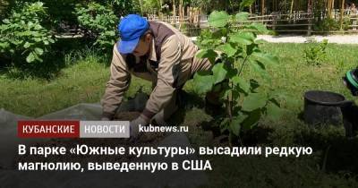 В парке «Южные культуры» высадили редкую магнолию, выведенную в США - kubnews.ru - Сочи - Краснодарский край