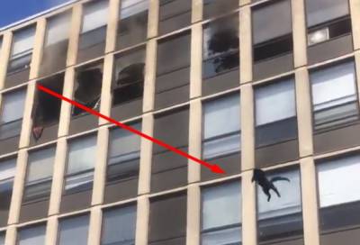 Люди закричали от испуга: кот эффектно выпрыгнул из горящего пятого этажа, видео - politeka.net