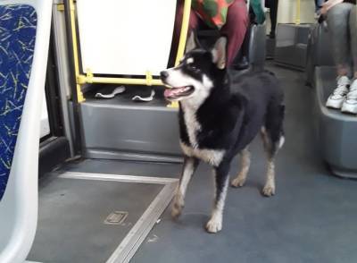 В Твери пес ищет хозяина в городских автобусах - afanasy.biz - Тверь