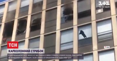 В США кот, спасаясь от пожара, выпрыгнул с пятого этажа и приземлился на лапы - tsn.ua - США - Киев