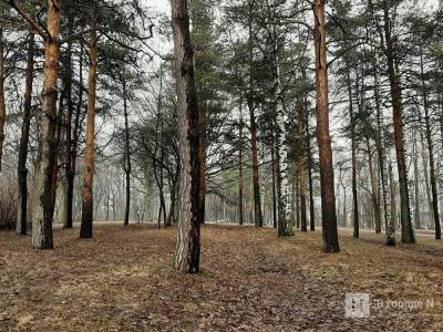 «Семейные» деревья посадят нижегородцы в парке «Швейцария» - vgoroden.ru - Швейцария - Экология