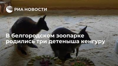 В белгородском зоопарке родились три детеныша кенгуру - ria.ru - Санкт-Петербург - Австралия - Рязань - Белгород