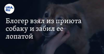 Роман Носиков - Блогер - Блогер взял из приюта собаку и забил ее лопатой - ura.news