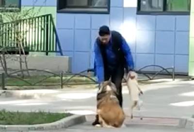 Живодеру из Петербурга за избиение собак выписали штраф - ivbg.ru - Санкт-Петербург - Петербург