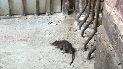 В нашествии крыс в Петербурге винят торговые точки - ivbg.ru - Санкт-Петербург - Лиговск - Петербург