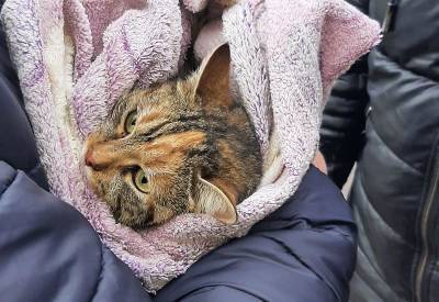 В Одессе бесплатно стерилизуют бездомных кошек – что надо знать желающим помочь животным - odessa-life.od.ua - Одесса - район Киевский, Одесса