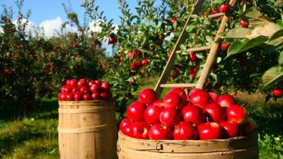 Польские фермеры с горечью отметили рост числа яблоневых садов в России - politros.com - Москва - Польша
