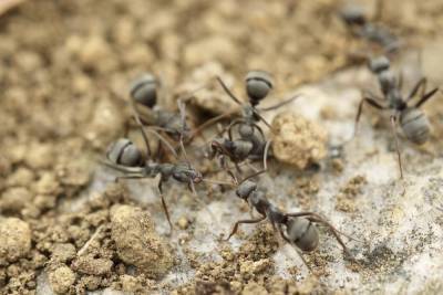 Биологи обнаружили обычай свататься в муравьиной колонии - newinform.com