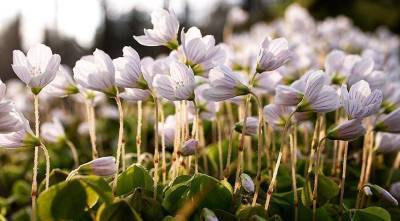 Кислица или оксалис, Oxalis: комнатные, садовые, съедобные и лесные виды, сорта и условия выращивания - skuke.net - Германия