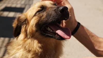 Собаки оказались способны помогать студентам справляться со стрессом - inforeactor.ru - штат Вашингтон