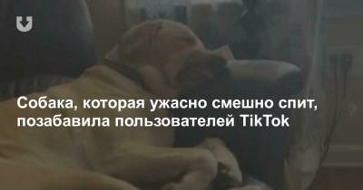 Собака, которая ужасно смешно спит, позабавила пользователей TikTok - news.tut.by