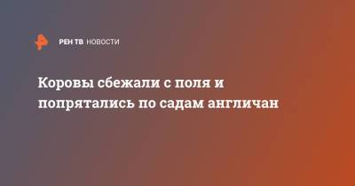 Коровы сбежали с поля и попрятались по садам англичан - ren.tv - Англия - Twitter