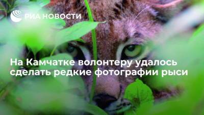 На Камчатке волонтеру удалось сделать редкие фотографии рыси - ria.ru - Москва - Камчатский край