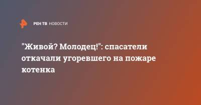 "Живой? Молодец!": спасатели откачали угоревшего на пожаре котенка - ren.tv - Техас - Иркутск