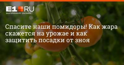 Артем Устюжанин - Спасите наши помидоры! Как жара скажется на урожае и как защитить посадки от зноя - e1.ru - Екатеринбург