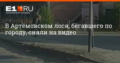 В Артёмовском лося, бегавшего по городу, сняли на видео - e1.ru - Екатеринбург - Алапаевск